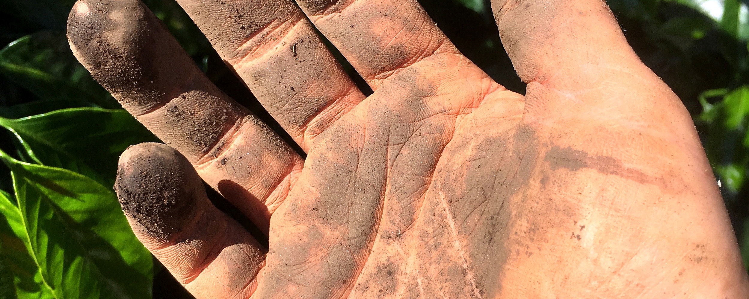 Soil Health: the foundation of Blueprint Coffee’s Green Buying Vision