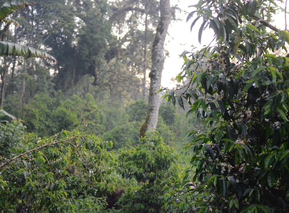 A dense forest.